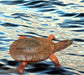 Wood Turtle Puzzle with Egg Inside - Barouke - The WoodCrafters Gallery